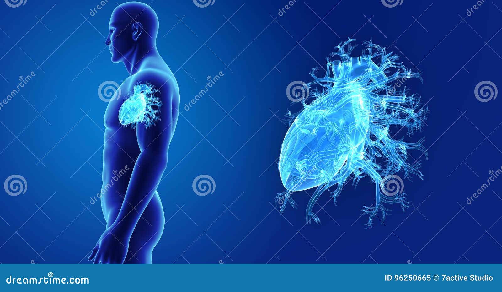 human heart zoom with body lateral view